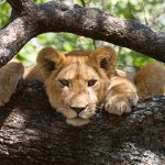 Lion-in-a-tree-in-Lake-Manyara-National-Park