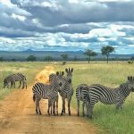 Mikumi National park