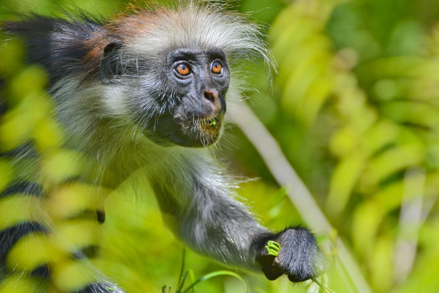 Zanzibar-red-colobus-monkey