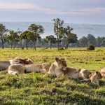 lions-serengeti-nat-park