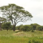 tarangire-vegetation